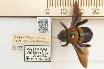 Media type: image;   Entomology 810670 Aspect: labels